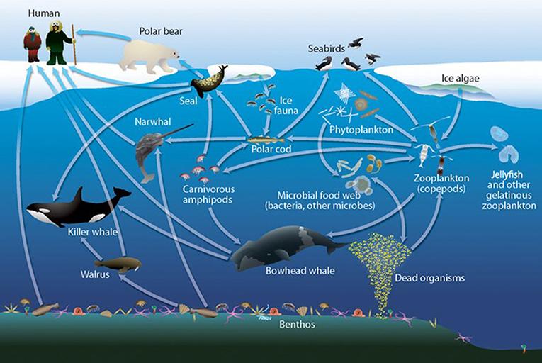 An arctic food web